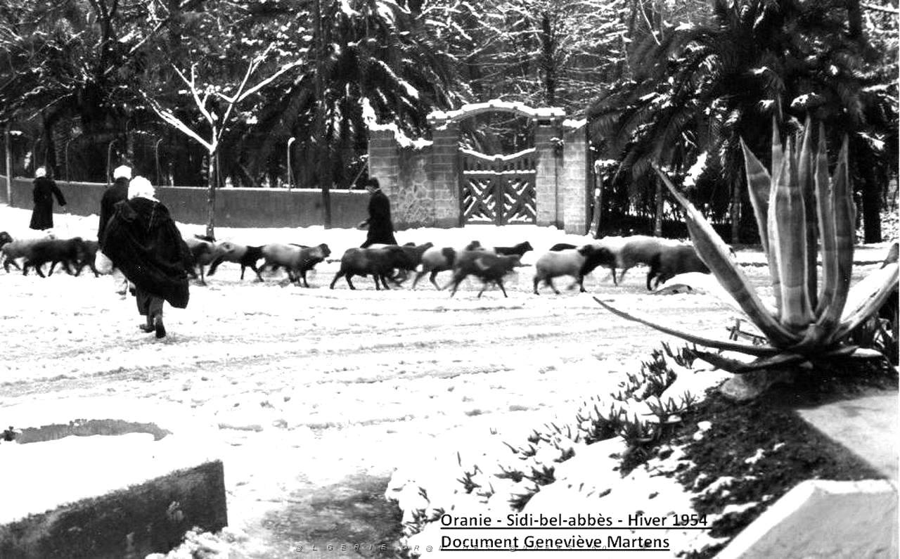 Sidi bel abbes 383.jpg